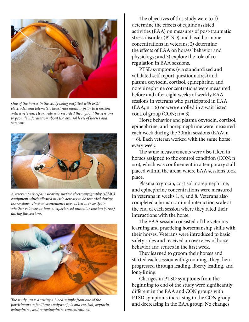 A researcher fitting ECG electrodes and a telemetric heart rate monitor on a horse before a session with a veteran, focusing on capturing arousal levels of both subjects.
