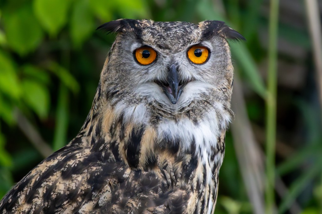 Close-up of a majestic owl with striking orange eyes and a patterned feathered body, set against a green background.