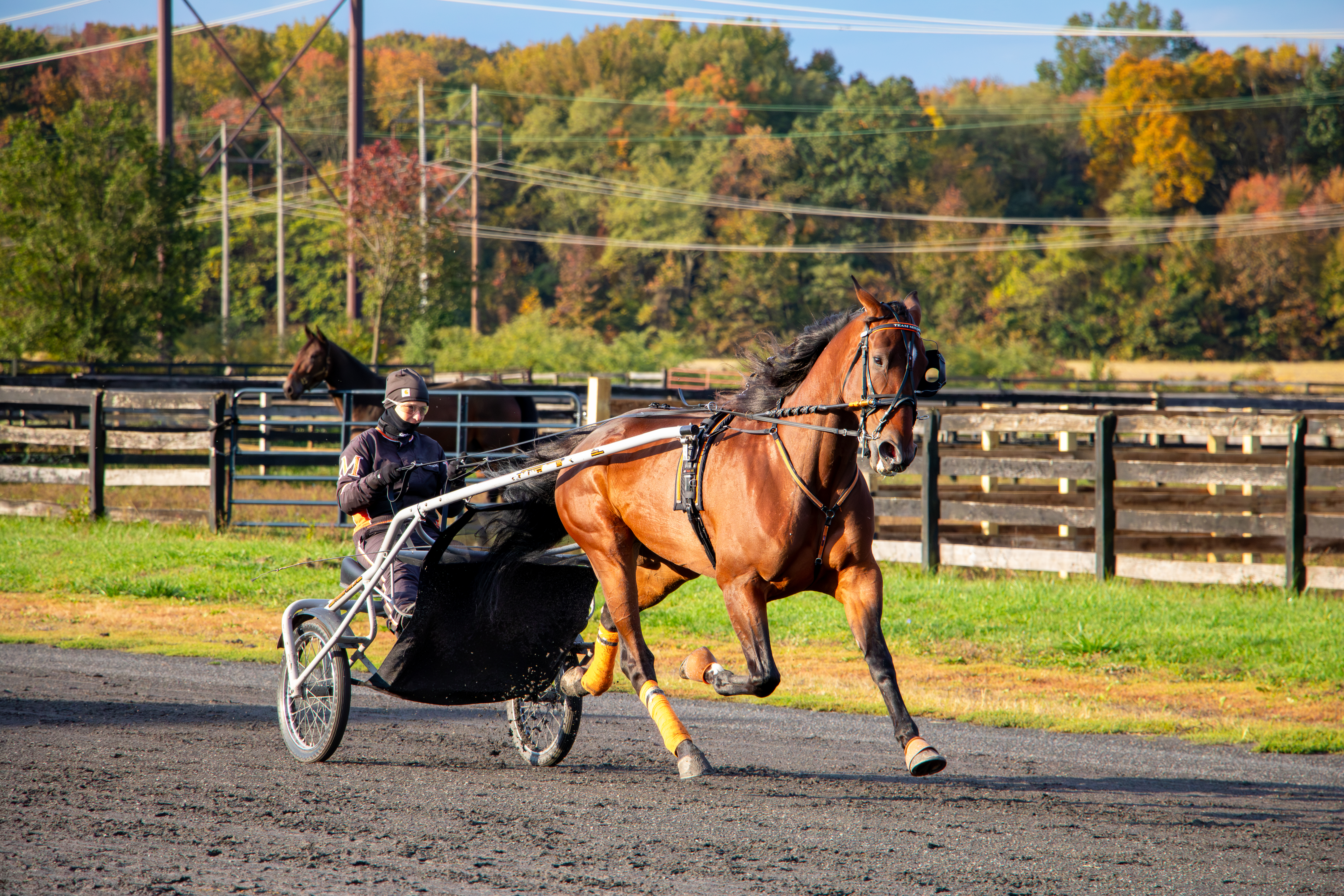A harness racing horse running on a dirt track, with a driver in a cart behind it. The setting includes green pastures and colorful autumn foliage in the background.