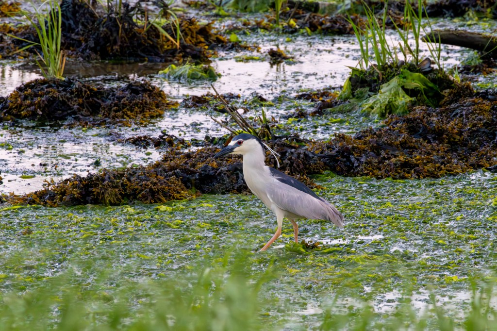A black-crowned night heron walking through a wetland area overgrown with green algae and seaweed.
