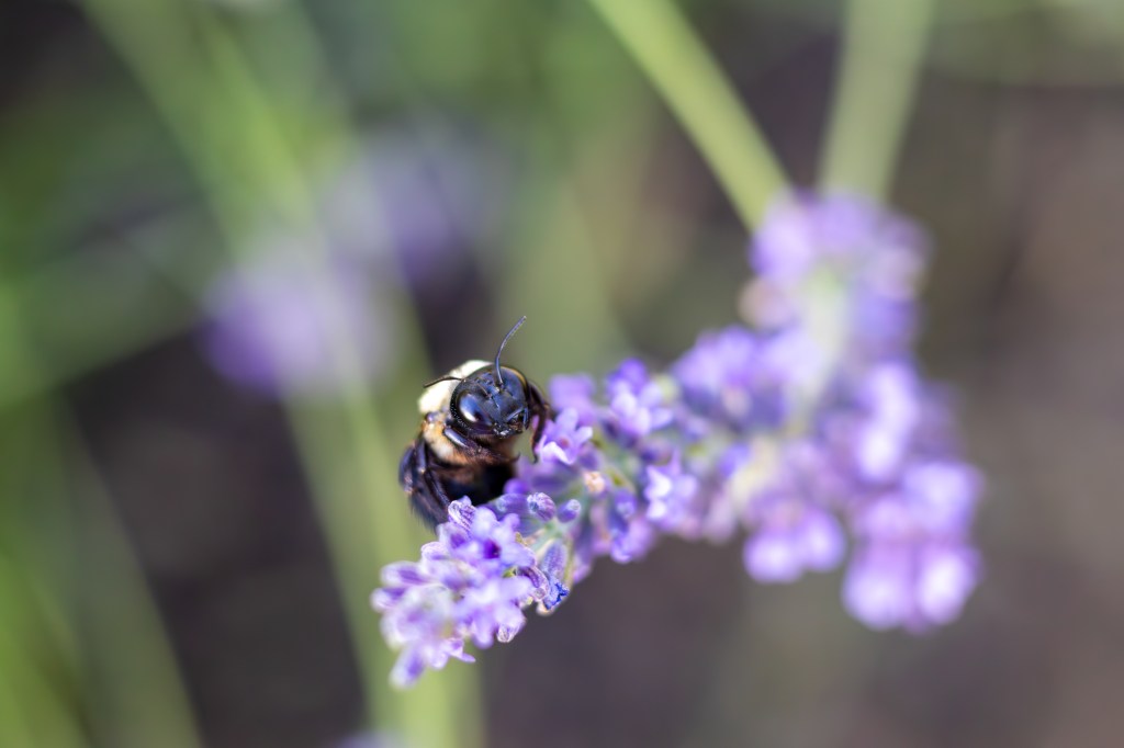 A close-up of a bee perched on purple lavender flowers with a blurred green background.