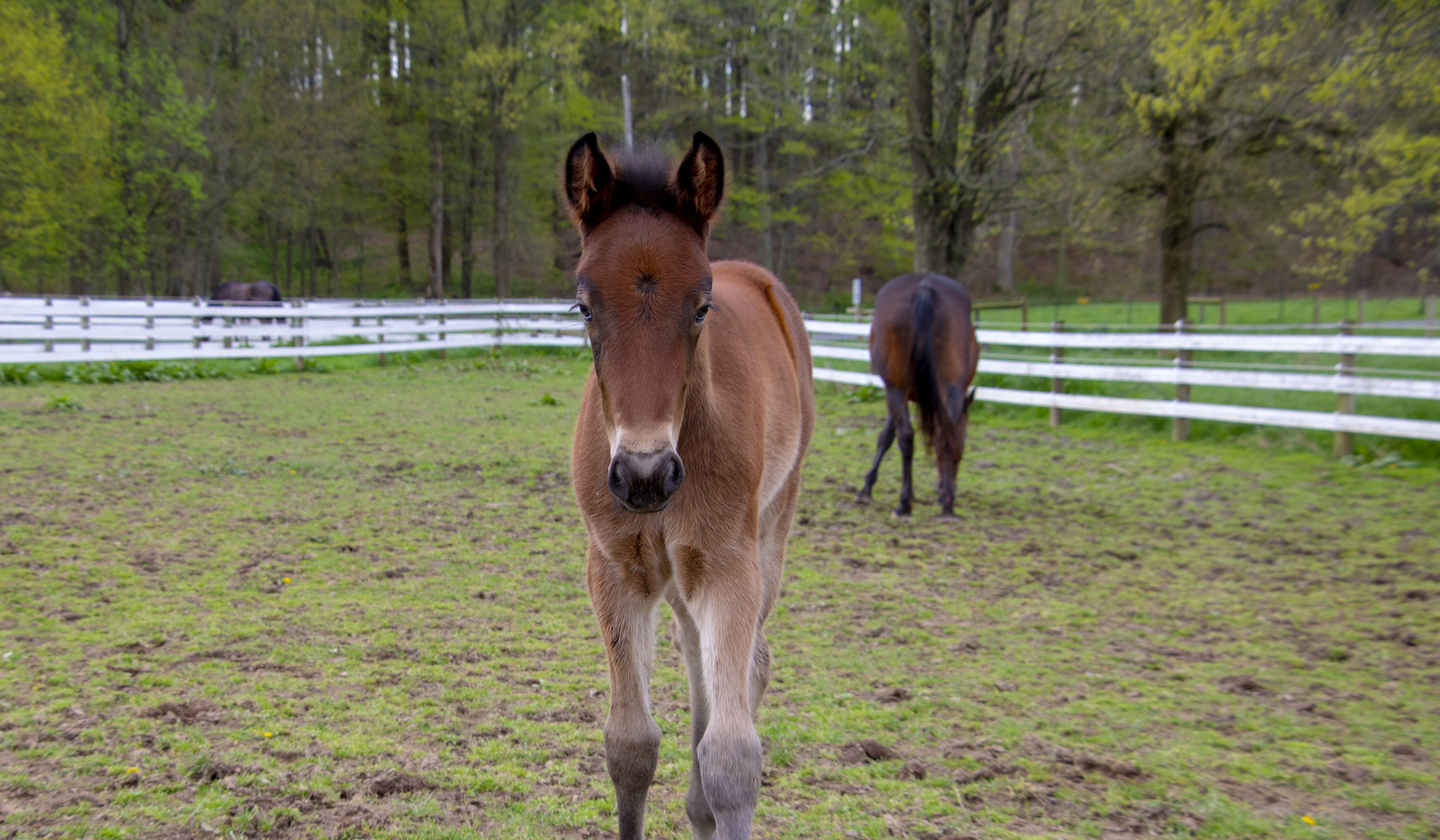 A brown foal walking towards the camera in a grassy pasture with wooden fencing and a black horse in the background.