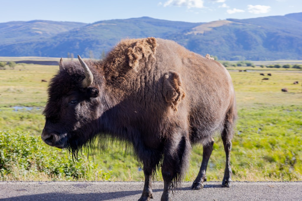 A bison standing near a road with mountains and green fields in the background.