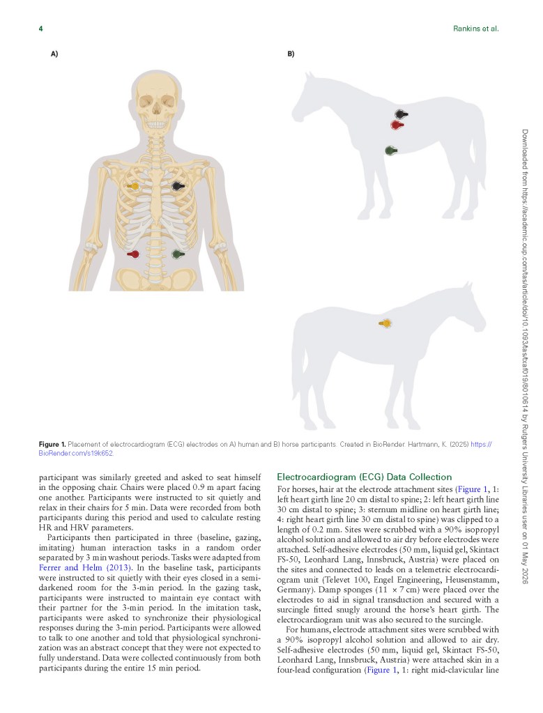 Illustration showing the placement of electrocardiogram (ECG) electrodes on a human figure and a horse. The human figure is outlined with various electrode locations marked in different colors, while the horse is depicted with similar marked sites indicating electrode placement.
